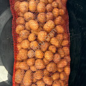 Картофель Гала