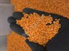 Чечевица красная шлифованная Футбол СТО