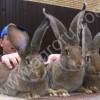 Фландр, Ризен, Обер. Племенные Кролики и крольчата