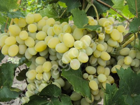 ВИНОГРАД  ОПТОМ