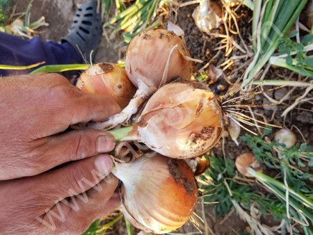 Репчатый Лук оптом (от Производителя)