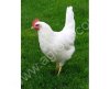 Куры молодки (белые)