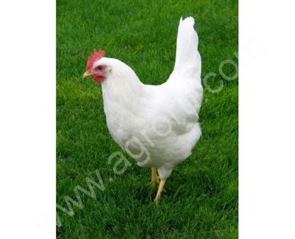 Куры молодки (белые)