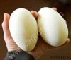 Гусиные яйца