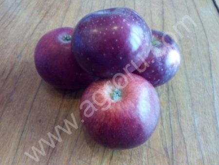 Яблоки сорт Россошанка