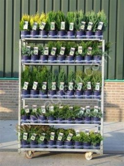 Хвойные растения круглый год