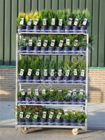 Хвойные растения круглый год