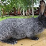 Кролики породы: Серебристый (Советское Серебро).