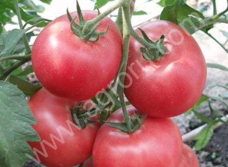 Помидоры оптом