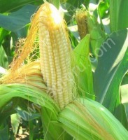 Гибриды семена кукурузы Лимагрейн (Limagrain)