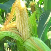 Гибриды семена кукурузы Лимагрейн (Limagrain)