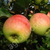 яблоки оптом с садов