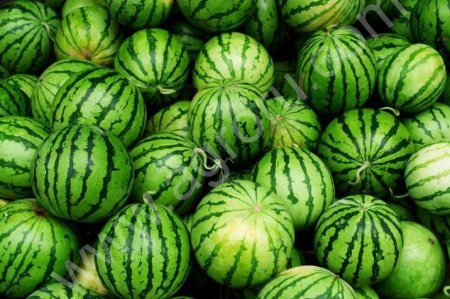 Арбузы оптом