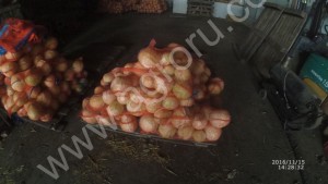 Капуста оптом