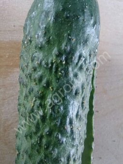 Огурцы тепличные.