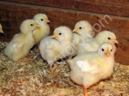 БРОЙЛЕРЫ КОББ 500 ОТ 1 ДНЯ