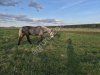 Жеребец и кобыла