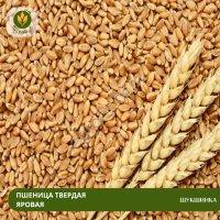 Семена пшеницы Шукшинка