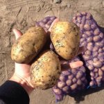 Качественный Тамбовский картовель от производителя!