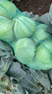 Капуста белокочанная оптом 2022г