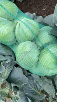 Капуста белокочанная оптом 2022г