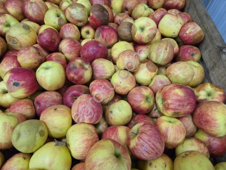 Яблоко для промышленной переработки