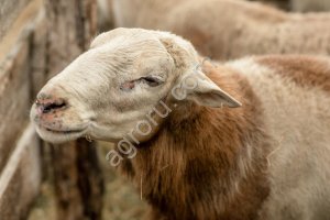 Баранина Премиум класс Катумская Ростов-на-Дону