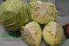 капуста оптом белокачанная