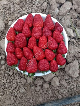 клубника