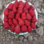 клубника