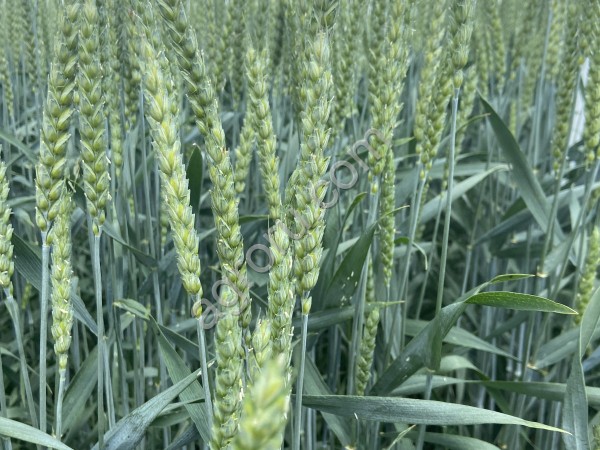 Семена яровой пшеницы твердой и мягкой