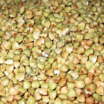 Гречка зеленая