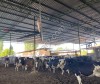 Вентилятор потолочный для коров