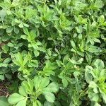 Семена люцерны, сорт Новосадска