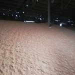 Нут красный