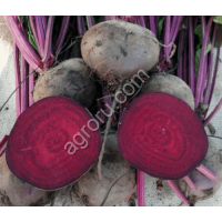 свекла столовая