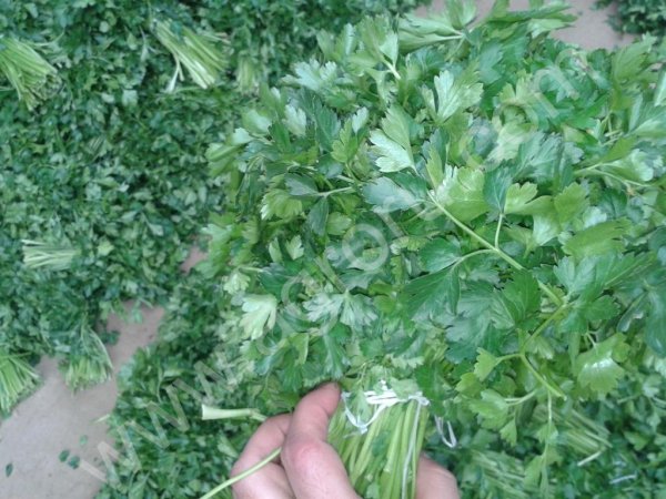 Свежая зелень (укроп, петрушка)