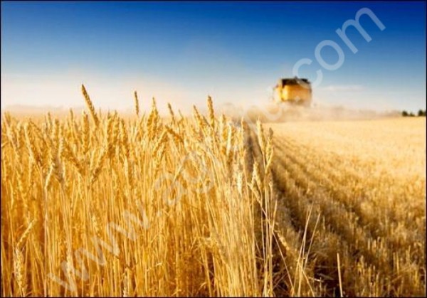 Интересует пшеница продовольственная, фуражная и кукуруза на условиях FOB, CIF.
