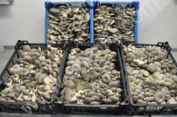 Гриб вешенка