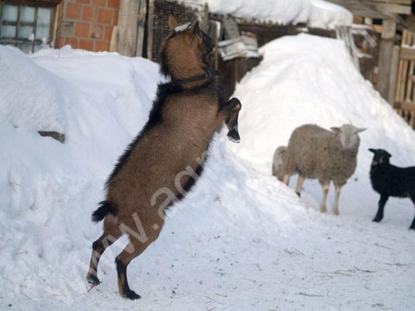 Козлята козочки от альпийского козла