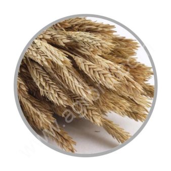 Ячмень фуражный