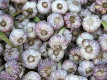 Чеснок кубанский