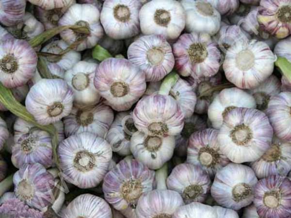 Чеснок кубанский