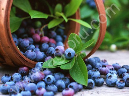 Пюре черничное