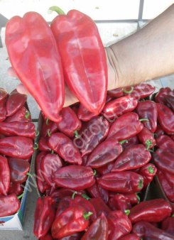 Паприка Слоновье ухо