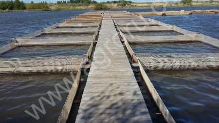 Живая форель радужная, стерлядь от производителя.