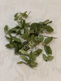Лист брусники