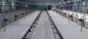 Скребковое навозоудаление