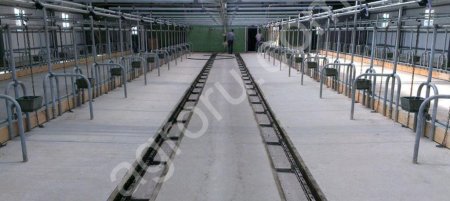 Скребковое навозоудаление