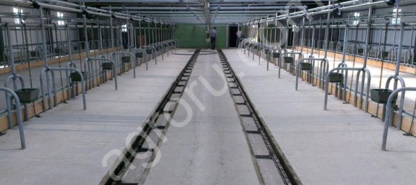 Скребковое навозоудаление